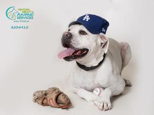 Bulloxer Dogs for adoption in Camarillo, CA, USA