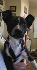 Medium Photo #1 Borador Puppy For Sale in Amarillo, TX, USA