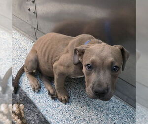 American Pit Bull Terrier-Unknown Mix Dogs for adoption in Long Beach, CA, USA