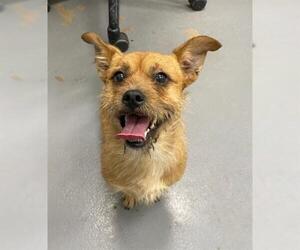 Cairn Terrier Dogs for adoption in Peoria, IL, USA