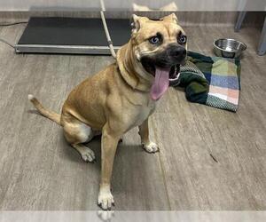 American Pit Bull Terrier-Unknown Mix Dogs for adoption in Pasadena, CA, USA