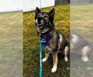 German Shepherd Dog Dogs for adoption in Salinas, CA, USA