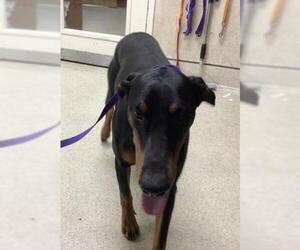 Doberman Pinscher Dogs for adoption in Riverside, CA, USA