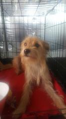 Cairn Terrier Dogs for adoption in Fort Worth, TX, USA
