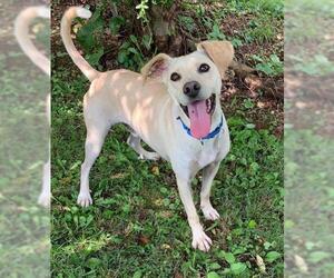 Labbe Dogs for adoption in Candler, NC, USA