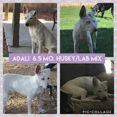 Medium Photo #1 Alaskan Husky-Unknown Mix Puppy For Sale in Mesa, AZ, USA