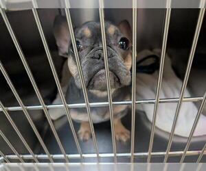 French Bulldog Dogs for adoption in Pasadena, CA, USA