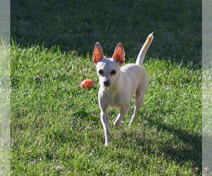 Chihuahua-Unknown Mix Dogs for adoption in Yuba City, CA, USA