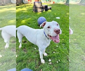 American Staffordshire Terrier-Labrador Retriever Mix Dogs for adoption in Brewster, NY, USA