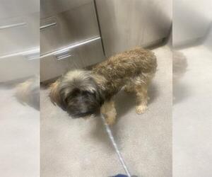 Shih Tzu-Unknown Mix Dogs for adoption in Forestville, MD, USA