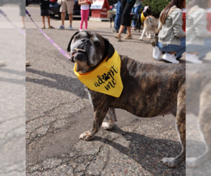 Bulldog Dogs for adoption in Brooklyn Center, MN, USA