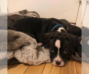 Boxer Dogs for adoption in Woodside, NY, USA