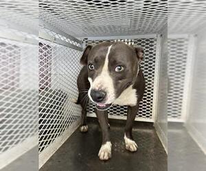 Mutt Dogs for adoption in Bakersfield, CA, USA