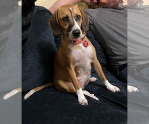 Beagle-Unknown Mix Dogs for adoption in Royal Palm Beach, FL, USA