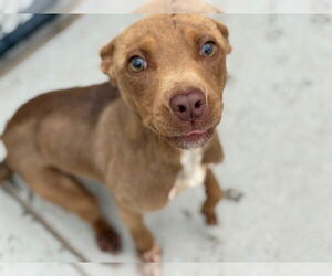 American Pit Bull Terrier Dogs for adoption in Tulsa, OK, USA