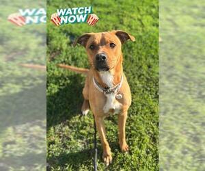 German Shepherd Dog-Unknown Mix Dogs for adoption in Forestville, MD, USA