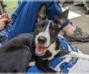 Borador Dogs for adoption in Raleigh, NC, USA