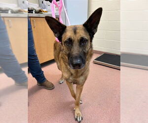 German Shepherd Dog Dogs for adoption in Ogden, UT, USA