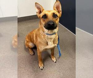 German Shepherd Dog-Unknown Mix Dogs for adoption in HESPERIA, CA, USA