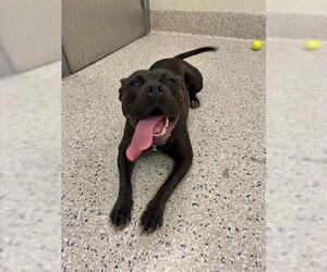 Medium Photo #1 American Staffordshire Terrier-Unknown Mix Puppy For Sale in Brighton, CO, USA