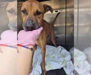 Boxer-Unknown Mix Dogs for adoption in San Antonio, TX, USA