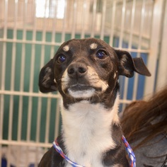 Rat Terrier Dogs for adoption in Bryan, TX, USA