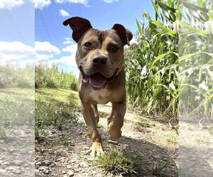 American Pit Bull Terrier Dogs for adoption in Rockville, MD, USA