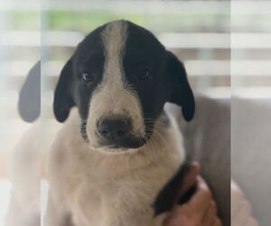 Labrador Retriever-Unknown Mix Dogs for adoption in Dana Point, CA, USA