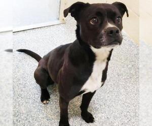 Boston Terrier-Unknown Mix Dogs for adoption in Burlington, NC, USA