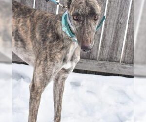 Greyhound Dogs for adoption in Grandville, MI, USA
