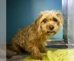 Mutt Dogs for adoption in San Antonio, TX, USA