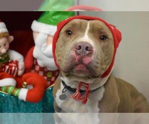 American Pit Bull Terrier Dogs for adoption in Aurora, CO, USA