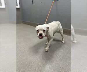 Bulldog-Unknown Mix Dogs for adoption in Las Vegas, NV, USA