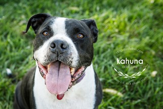 American Bulldog Dogs for adoption in Kansas City, MO, USA