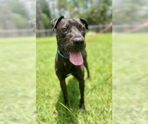 Labrador Retriever-Unknown Mix Dogs for adoption in Naples, FL, USA
