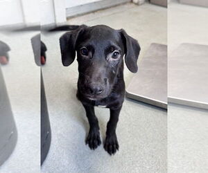 Labrador Retriever-Unknown Mix Dogs for adoption in Sterling, MA, USA