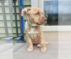 Bullypit Dogs for adoption in Oakhurst, NJ, USA