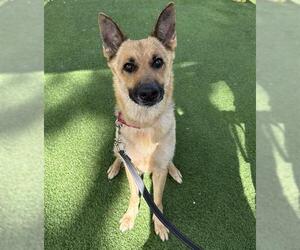 German Shepherd Dog Dogs for adoption in Palmetto, FL, USA