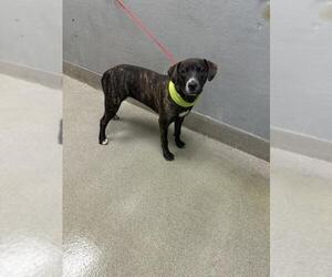 American Pit Bull Terrier-Unknown Mix Dogs for adoption in Las Vegas, NV, USA