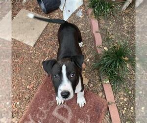 American Staffordshire Terrier Dogs for adoption in San Antonio, TX, USA