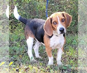 Beagle Dogs for adoption in Wetumpka, AL, USA