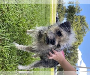 Cairn Terrier Dogs for adoption in Vero Beach, FL, USA