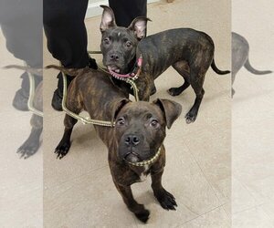 Bullboxer Pit Dogs for adoption in Martinsburg, WV, USA