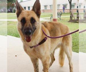 German Shepherd Dog-Unknown Mix Dogs for adoption in San Antonio, TX, USA