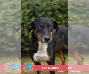 Black and Tan Coonhound Dogs for adoption in Mobile, AL, USA