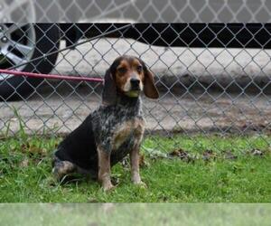 Beagle Dogs for adoption in Tarboro, NC, USA