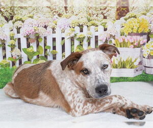 Australian Cattle Dog-Unknown Mix Dogs for adoption in Oroville, CA, USA
