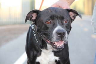 American Pit Bull Terrier-Unknown Mix Dogs for adoption in Los Angeles, CA, USA