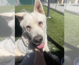 Akita Dogs for adoption in Downey, CA, USA