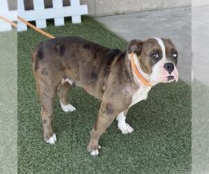 Bulldog-Unknown Mix Dogs for adoption in Modesto, CA, USA